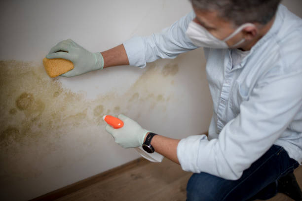Best Local Mold Removal Service  in Maize, KS