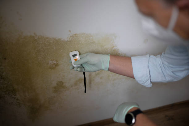 Best Home Mold Removal  in Maize, KS