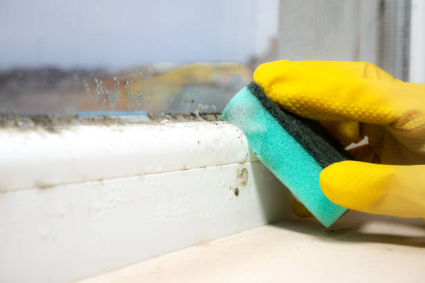 Best Emergency Mold Removal  in Maize, KS