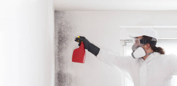 Office Mold Removal Services in Maize, KS