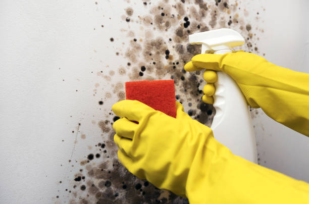 Best Commercial Mold Removal  in Maize, KS